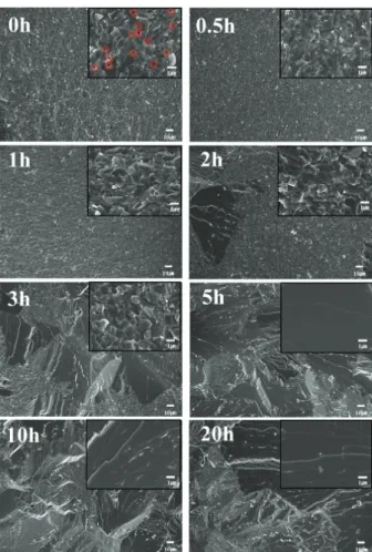 Fig. 4. X-ray diffraction patterns of the ZnS ceramics processed  by hot-pressing at 950℃  for 0~20 hours under 30 MPa.