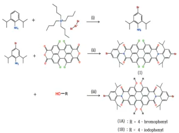 Fig. 1. Synthesis of 1A,1B; (i)            25℃, 12 h, (ii)  propionic acid, 120℃, 48 h, and (iii)      , DMF, HCl, 70℃, 24 h