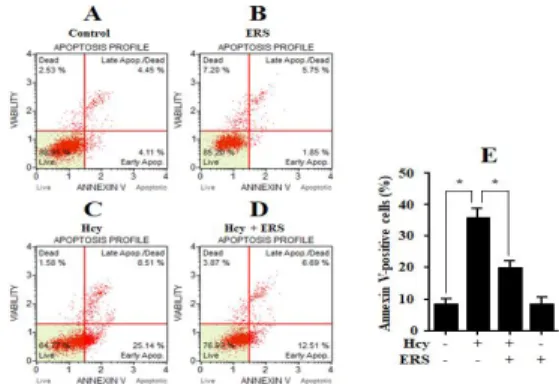 Fig.  2.  Effects  of  ERS  on  Hcy-induced  apoptosis.