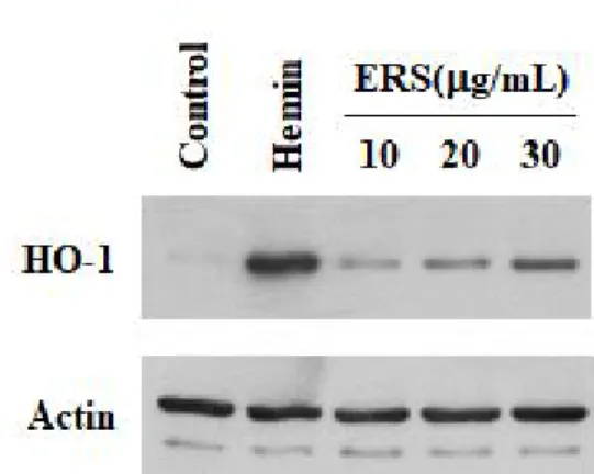 Fig.  3.  Effects  of  ERS  on  HO-1  expression.