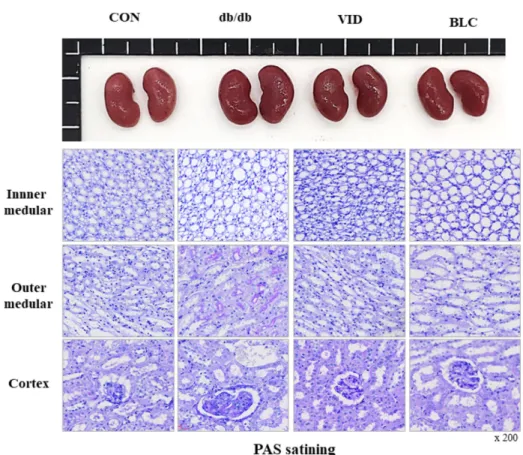 Fig. 2. Blackcurrant extract (BLC) administration improved renal glomerular lesions in db/db Mice