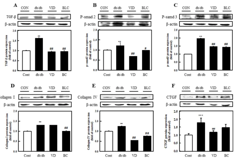 Fig. 4. Inflammation in renal tissue induced by diabetes was partly prevented by blackcurrent extract (BLC) in db/db mice.