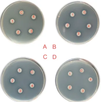 Table 5. Heat stability of emulsifier against  Campylobacter jejuni Sample Antimicrobial effect