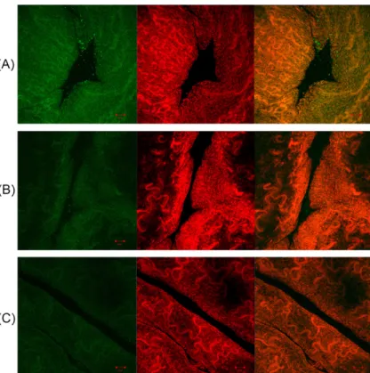 Fig. 8. Survival (Log CFU/cm 2 ) of  Campylobacter jejuni on the chicken skin surfaces after treatment with emulsifiers
