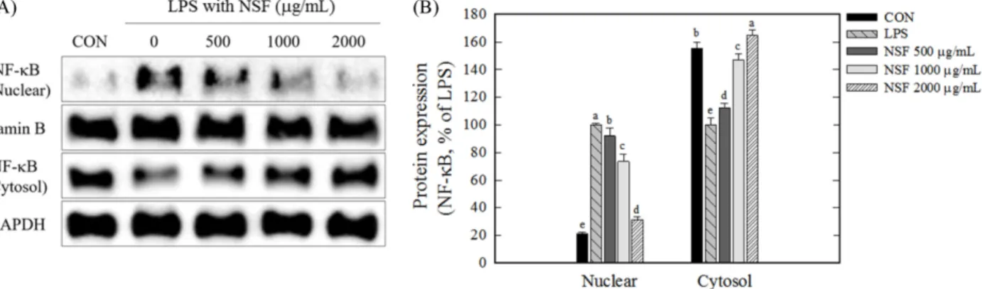 Fig. 6. Effect of NSF on the protein expression level of Nrf2, Keap1, and HO-1, and Nrf2 nuclear translocation in RAW264.7 cells.
