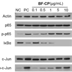 Fig. 4. Effect of BF-CP on the phosphorylation of mitogen activated protein kinase (MAPK) in RAW264.7 cells