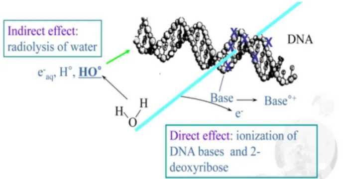 Fig. 2. Effect of ionizing radiation on DNA.