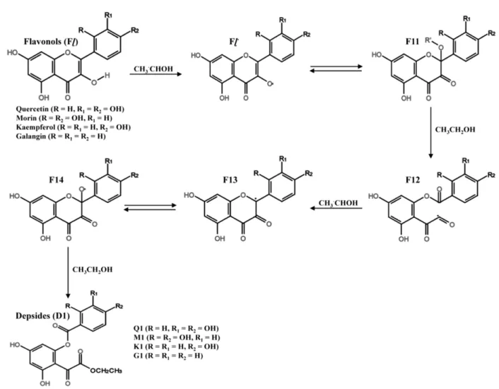 Fig. 6. Radiolytic mechansim of flavonols in ethanol solution.