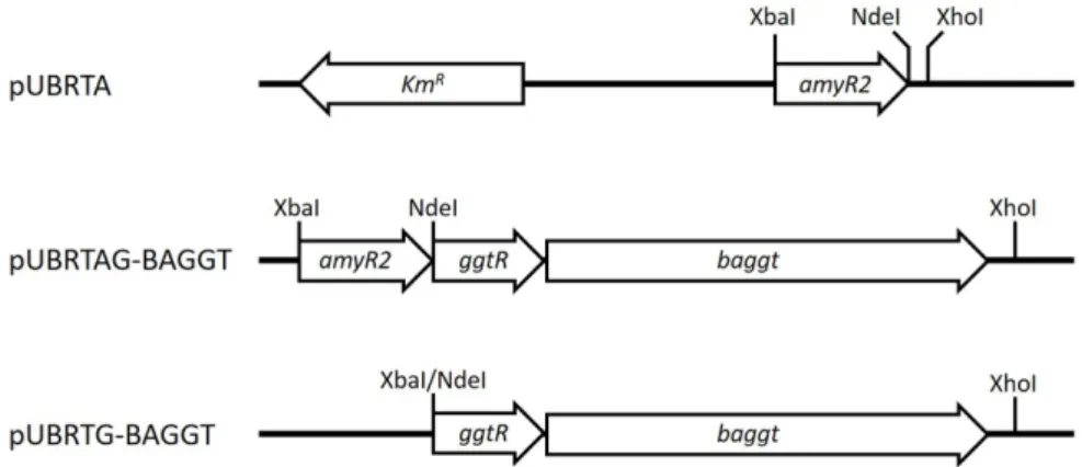Fig. 1. Expression systems for BAGGT gene in  B. subtilis. pUBRTA, a shuttle vector for E