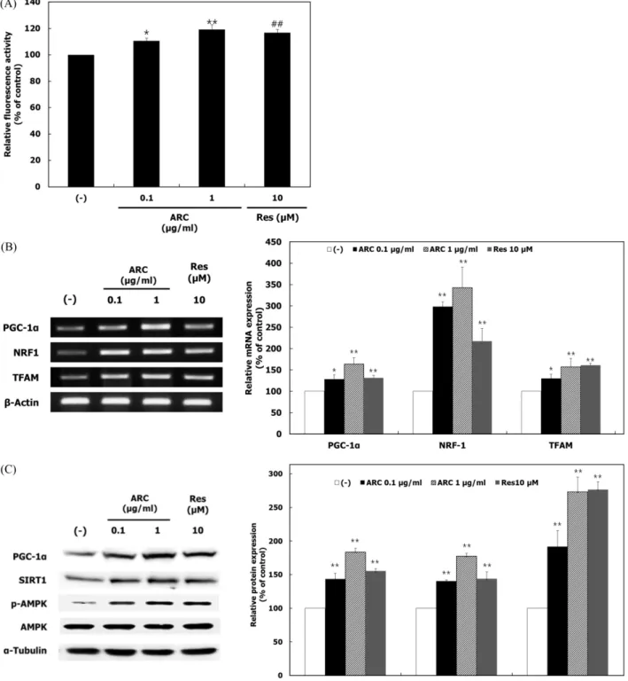 Fig. 1. Effect of ARC on mitochondrial biogenesis. L6 cells were cultured with the differentiation medium containing ARC (0.1 and 1 μg/mL) for 6 days