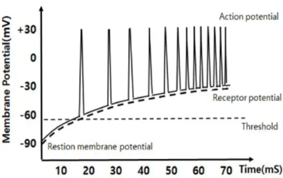 Fig.  1.  Action  potential  as  receptor  potential  changing