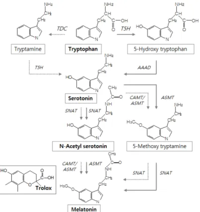 Fig. 1. Preferred biosynthesis pathway and structure of melatonin and its related indole compounds in animals (solid lines) and plants (dashed lines)