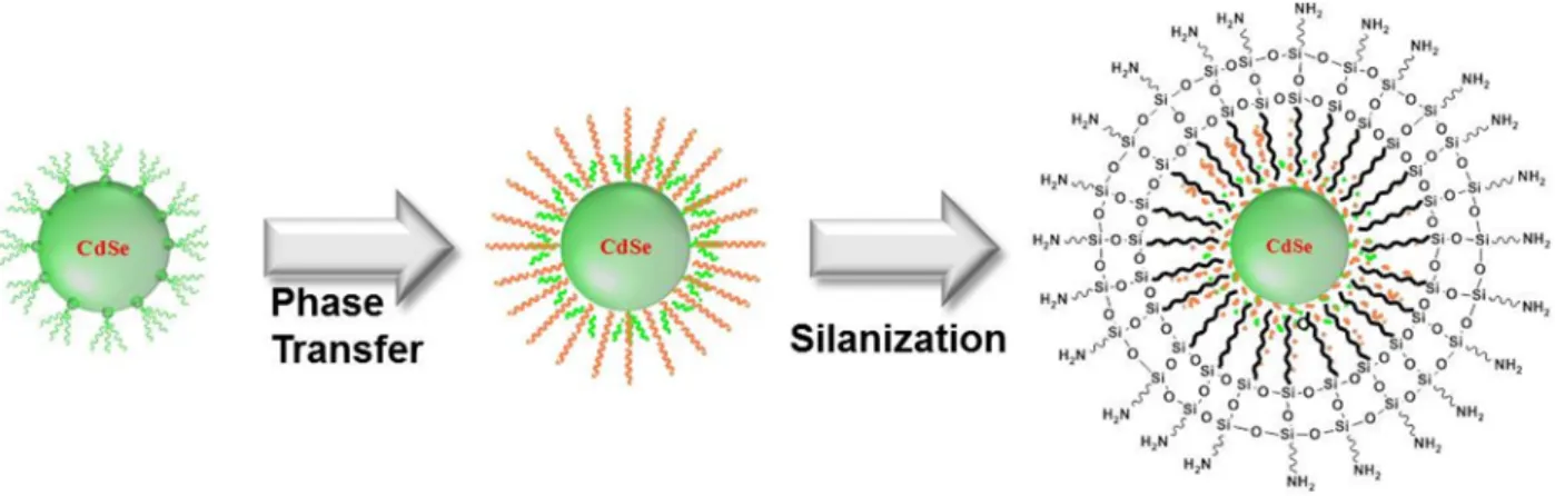 Fig.  1.  The  schematic  of  silica  coated  CdSe/ZnS  quantum  dots.