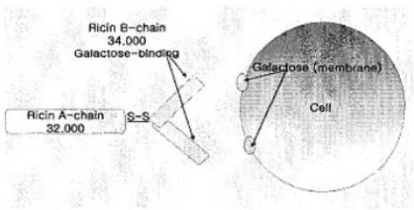 Fig.  1.  Bilding  reaction  of  ricin  [21]