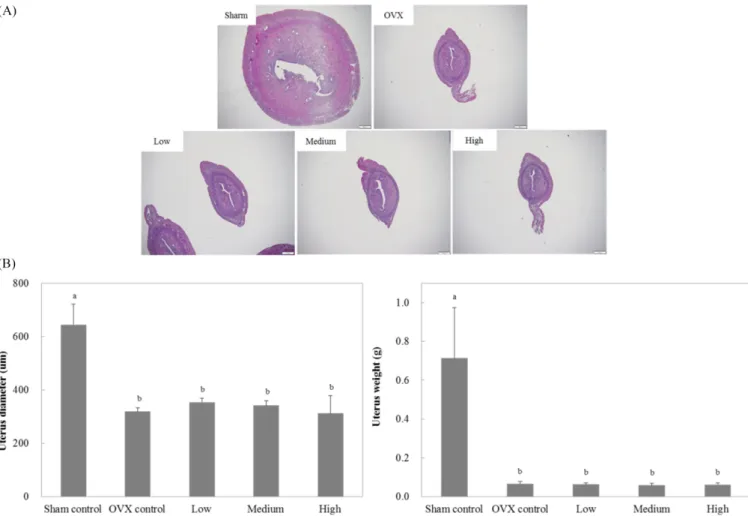 Fig. 2. Effect of KGF on the uterus endometrium diameter (B, left) and weight (B, right) in ovariectomized rat treated with KGF during 4 weeks by histological examination (A)