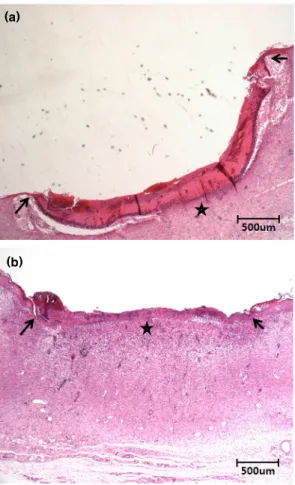 Fig.  5.  Microscope  image  of  skin  section;  (a)  None-  irradiation  tissue,  (b)  White  LED  irradiation  tissue.