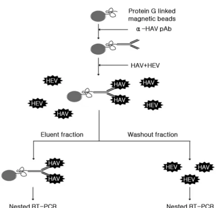 Fig. 1. Specific detection method of hepatitis A virus (HAV) from mixed viruses (HAV and HEV) using immunomagnetic separation (IMS) and nested RT-PCR