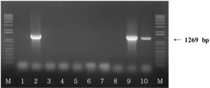 Fig. 1. Detection of  ces  gene for  B. cereus  by CesF1, CesR2 primer.  Lane 1,  B. cereus  KCCM 40935 (negative control); Lane 2, B