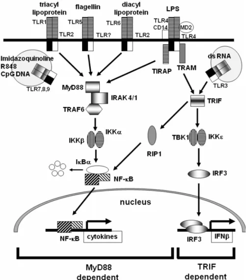 Fig. 1. Toll-like receptor (TLR) signaling pathways and their agonists.  TLRs have two major downstream signaling pathways; MyD88- and TRIF-dependent pathways leading to the activation of NF- κ B and IRF3