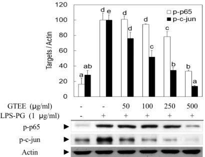 Fig 4. Effect of GTEE on protein expression of inflammatory transcription factors in LPS-PG-stimulated HGF-1 cells