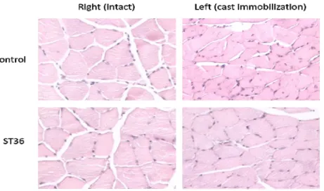 Fig 2. The histological changes of gastrocnemius