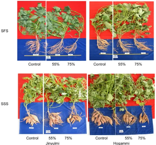 Fig.  4.  Root  formation  patterns  under  different  shading  treatments  at  different  growth  stages  (SFS:  storage  root  formation  stage  (planting~50 th   day)  and  SSS:  storage  root  swelling  stage  (50–90 th day).