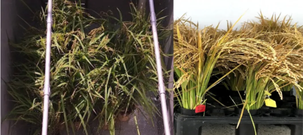 Fig.  1.  Rainfall  treatment  to  induce  pre-harvest  sprouting  with  the  panicle  still  on  the  stem