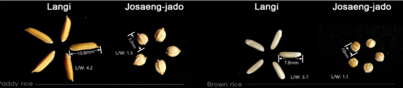 Fig.  1.  Grain  shapes  of  parents,  Langi  and  Josaeng-jado,  used  in  this  study