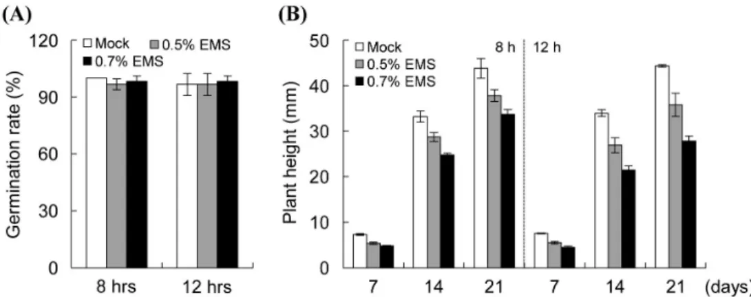 Fig.  2.  Development  of  the  mutagenized  maize  population. 