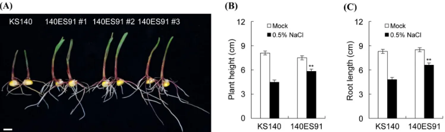 Fig.  3.  Phenotype  analysis  of  KS140  and  140ES91  after  salt  stress.  (A)  Morphological  phenotype  of  KS140  and  140ES91  after  0.5%  NaCl  treatment