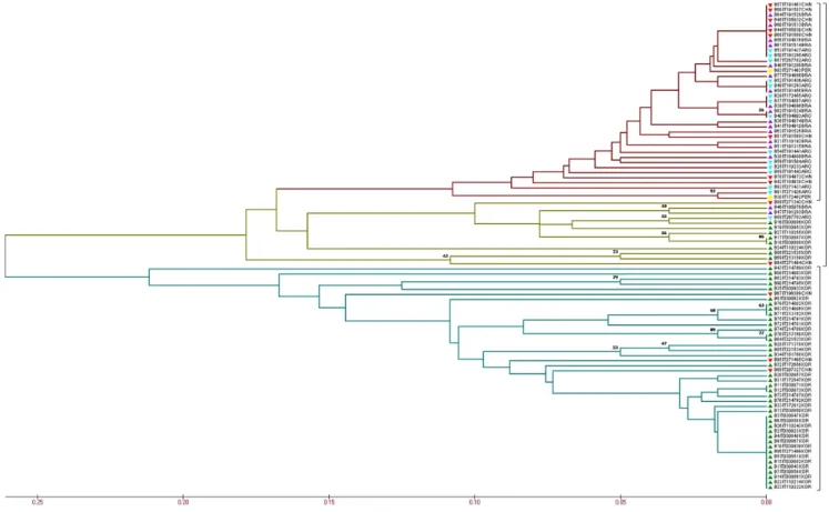 Fig.  1.  Evaluation  of  evolutionary  relationships  among  the  96  peanut  accessions  based  on  the  30  CAPS  markers