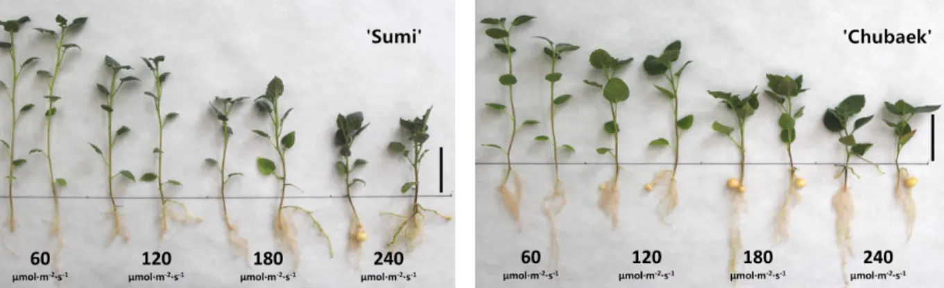 Fig.  2.  Growth  of  stem  cuttings  as  affected  by  LED  light  intensity  in  a  closed-type  hydroponic  system  using  perlite  (Left,  ‘Sumi’; 