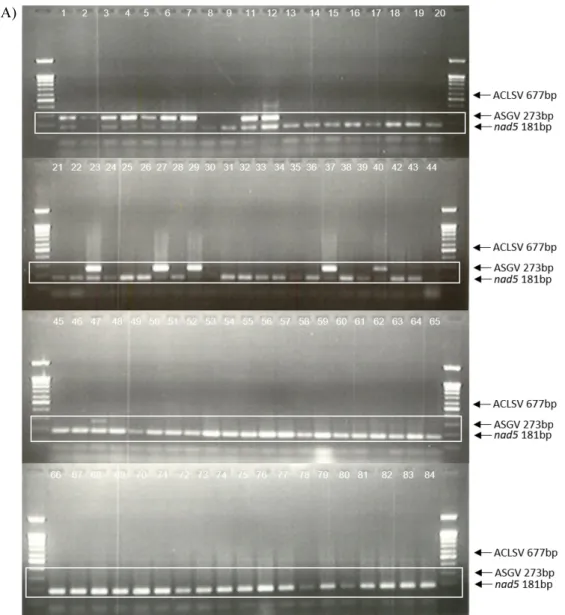 Fig.  7.  The  results  of  multiplex  RT-PCR:  (A)  ACLSV+ASGV;  (B)  ASPV+ApMV.  An  internal  control  gene,  nad5  (accession  no