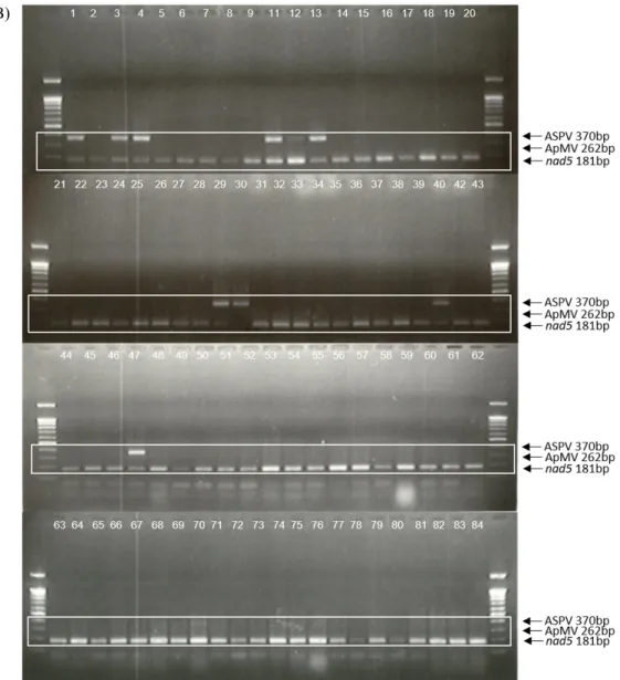 Fig.  7.  The  results  of  multiplex  RT-PCR:  (A)  ACLSV+ASGV;  (B)  ASPV+ApMV.  An  internal  control  gene,  nad5  (accession  no