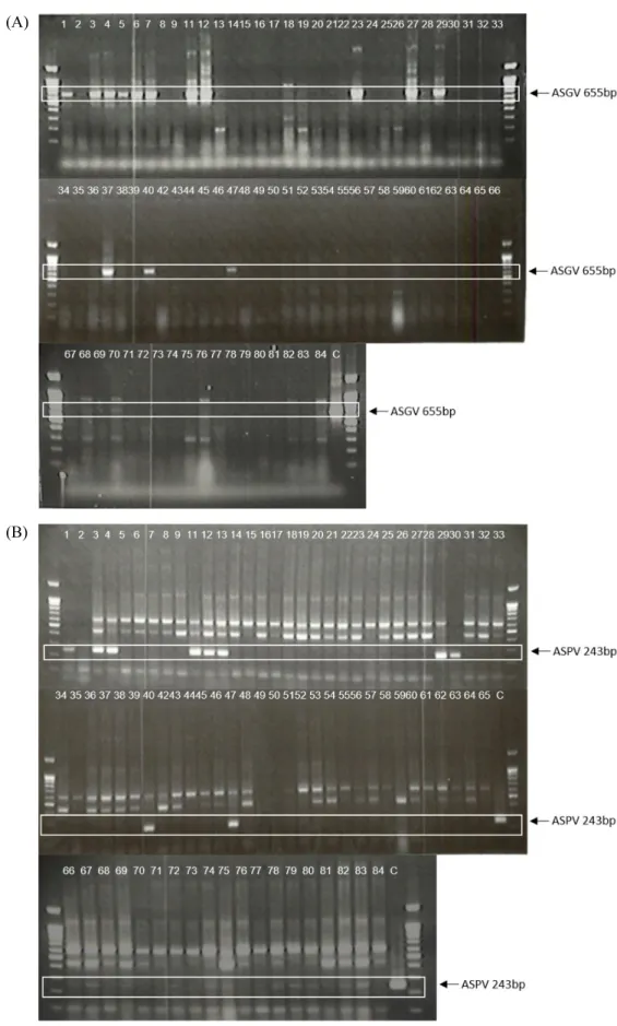 Fig.  6.  The  results  of  singleplex  RT-PCR:  (A)  ASGV;  (B)  ASPV;  (C)  ApMV.