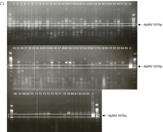 Fig.  6.  The  results  of  singleplex  RT-PCR:  (A)  ASGV;  (B)  ASPV;  (C)  ApMV  (Continued).