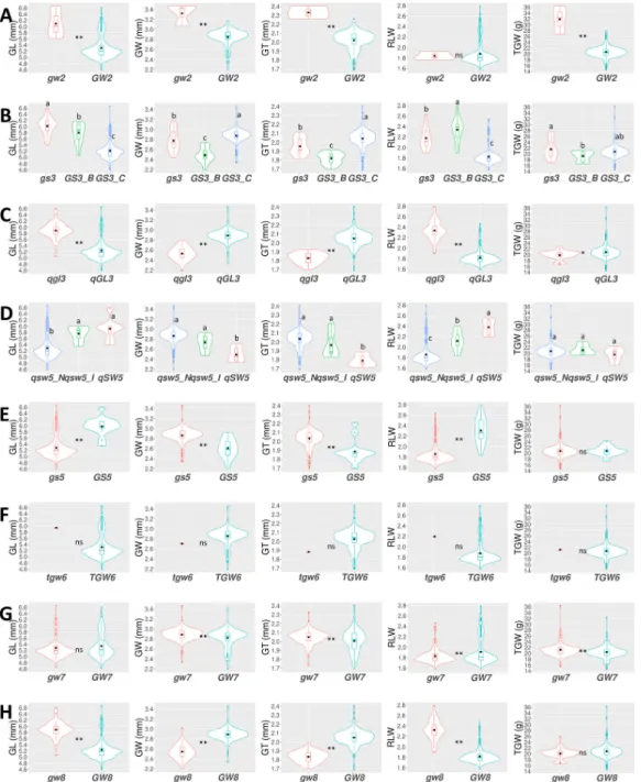 Fig.  2.  Violin  plots  of  grain-related  traits  according  to  allele  types  of  GW2  (A),  GS3  (B),  qGL3  (C),  qSW5  (D),  GS5  (E),  TGW6 (F),  GW7  (G),  and  GW8  (H)