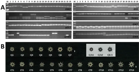 Fig.  3.  Genotype  and  phenotype  of  allele  combinations.  PCR  analysis  to  confirm  the  allele  types  of  varieties  that  represent  the  allele  combinations  of  ecotypes  using  gene  specific  DNA  markers