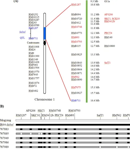 Fig.  1.  Molecular  markers  analysis  for  the  introgression  of  Saltol  QTL  in  salt-tolerant  lines