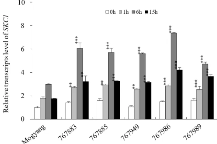 Fig. 2. Expression analysis of the  SKC1 gene from  salt-tolerant lines  by  quantitative  real-time  PCR