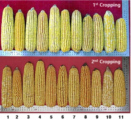 Table  3.  Comparison  of  the  crude  oil  contents  of  maize  varieties  by  planting  dates.