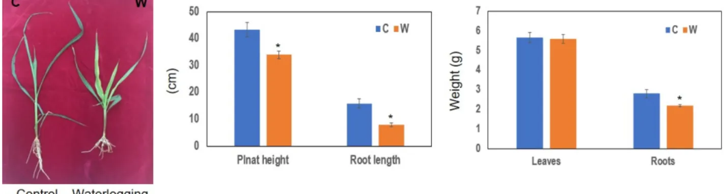 Fig.  1.  The  morphological  phenotype,  plant  height,  root  length,  weight  of  leaves  and  roots  of  maize  inbred  line  (B73),  7  days  after  waterlogging  initiation
