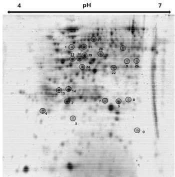 Fig.  9.  2-DE  image  map  of  proteins  identified  in  H 2 O 2   treated  sorghum  leaves