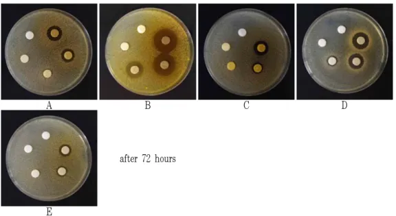 Fig. 4. The variation of inhibition zone according to cultivating time on S. aureus.