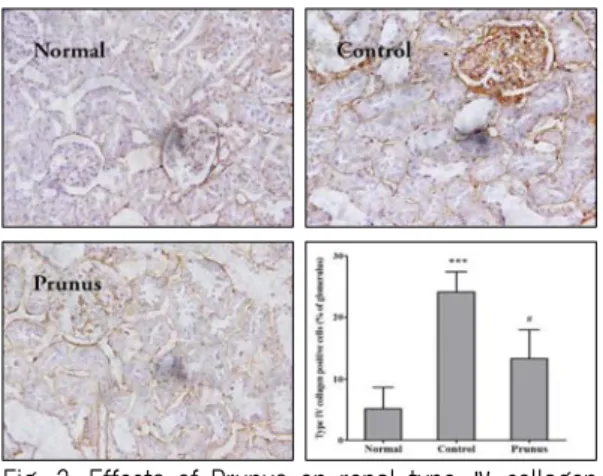 Fig. 2. Effects of Prunus on renal trnasforming growth  factor (TGF-β1) expression in streptozotocin-  induced diabetic nephropathy rats.