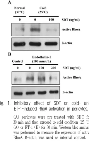 Fig. 2. Suppressive effect of SDT on cold-induced RhoA activation in HDMEC.