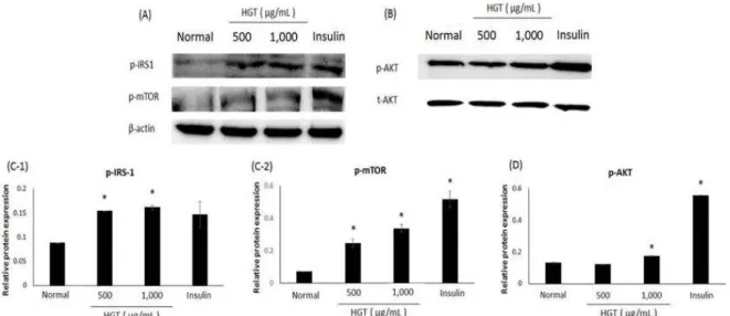 Fig. 6. Effects of HGT on protein expression and phosphorylation of IRS-1, mTOR and AKT in C2C12 myotubes.