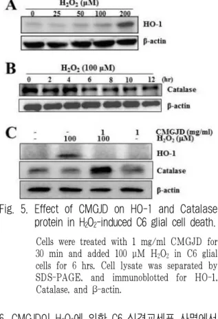 Fig. 4. CMGJD has a scavenger effect on H 2 O 2 - -treated C6 glial cells.