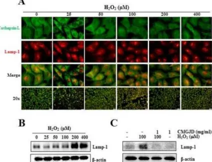 Fig. 8. Effect of CMGJD on the expression and localization of Lysosomal Cathepsin L and Lamp-1 protein in H 2 O 2 -induced C6 glial cell death.
