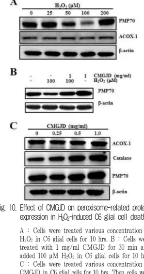 Fig. 10. Effect of CMGJD on peroxisome-related protein expression in H 2 O 2 -induced C6 glial cell death.